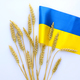 Wheat spikelets and ribbons in colors of Ukrainian flag on light background - PhotoDune Item for Sale