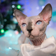 Domestic Sphynx Cat on background Christmas tree and festive Christmas lights, New Year decorations - PhotoDune Item for Sale