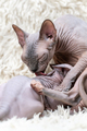 Mother Sphynx Cat carefully licks kitten with her tongue while feeding little cat with breast milk - PhotoDune Item for Sale