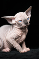 Hairless kitten of Canadian Sphynx blue mink with white color sitting on black velour background - PhotoDune Item for Sale