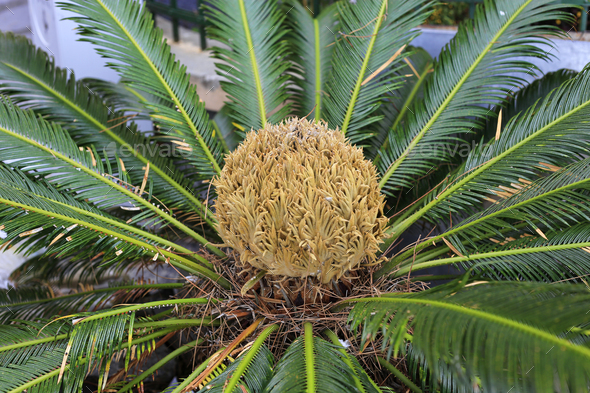 Female cone and foliage of cycas revoluta cycadaceae sago palm Stock ...