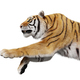 Tiger jumping attack isolated - PhotoDune Item for Sale