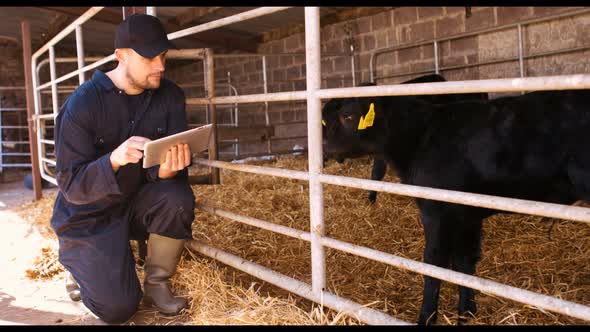 Cattle farmer using digital tablet alt