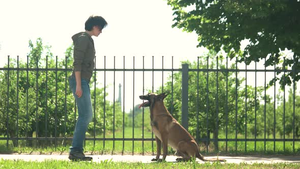 Dog Is Executing Commands for Reward. alt