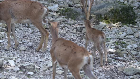Close up shot of cute Mouflon Family walking on rocky hills in nature,4K prores alt