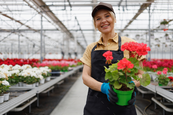 Woman greenhouse worker holding a pot with a rose geranium flower in her hands