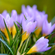 The crocuses family with dew drops, spring crocus - PhotoDune Item for Sale