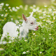 White little goat resting on green grass with daisy flowers on a sunny day - PhotoDune Item for Sale