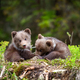 Two little brown bear cub are playing in summer forest - PhotoDune Item for Sale