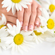 Beautiful woman french manicured hands with fresh daisy flowers - PhotoDune Item for Sale