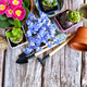 Garden tools, flowers and plants on a rustic wooden background. Gardening concept. Top view - PhotoDune Item for Sale
