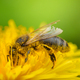 A bee collects pollen from a yellow dandelion flower - PhotoDune Item for Sale