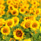 Sunflowers - VideoHive Item for Sale