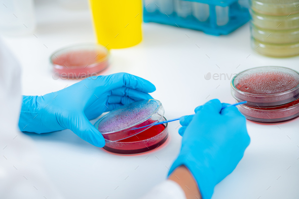 Microbiology laboratory work. Hands of a microbiologist working in a biomedical research laboratory