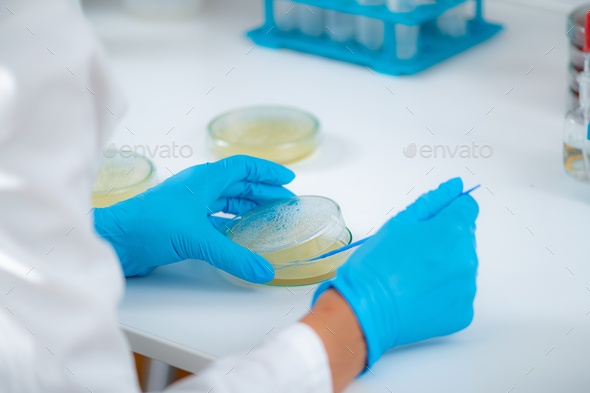 Microbiology lab work in a research facility. Hands of a lab technician spreading bacterial culture