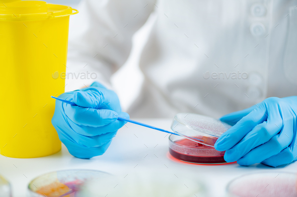 Blood agar inoculation. Microbiologist working in a biomedical research laboratory