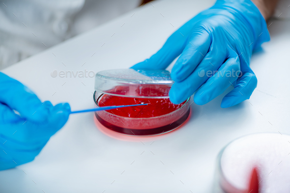 Microbiology laboratory work. Hands of a microbiologist working in a biomedical research laboratory