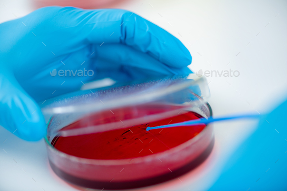Microbiology laboratory work. Hands of a microbiologist working in a biomedical research laboratory,