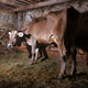 A cow inside the barn - PhotoDune Item for Sale