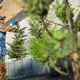 Gardener Planting Large Spruce Trees in a Residential Garden - PhotoDune Item for Sale