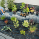 Gardener Planting Decorative Trees Along Residential Driveway - PhotoDune Item for Sale