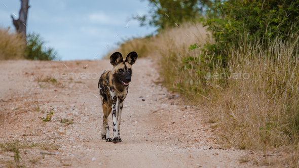 African wild dog during safari game drive in Kruger national park South Africa