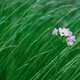 Lilac Wildflower In Long Grass - PhotoDune Item for Sale