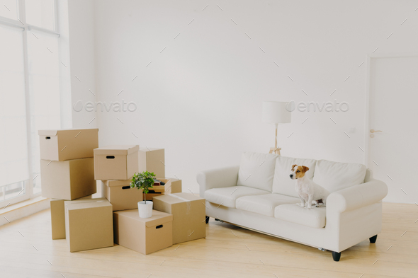 dog on comfortable sofa poses in spacious living room, family personal belongings in packages
