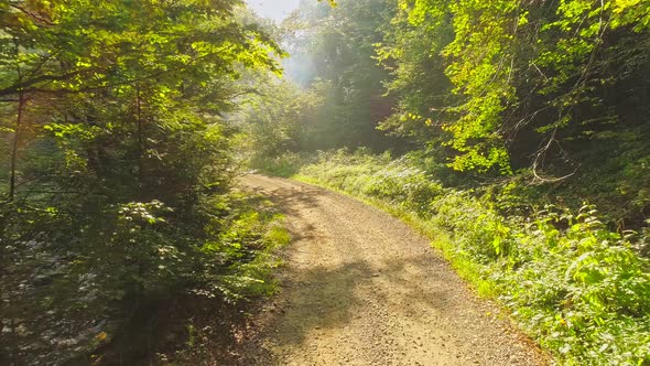 Bright Warm Sunbeams Illuminate an Empty Hiking Trail in a Magical Summer Forest alt