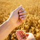 Ripe wheat grains in agronomist hands - PhotoDune Item for Sale