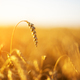 Ripe wheat spikelets on golden field - PhotoDune Item for Sale