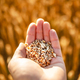 Ripe wheat grains in agronomist hands - PhotoDune Item for Sale