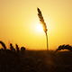 Ripe wheat spikelets on golden field - PhotoDune Item for Sale
