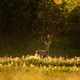 European roe deer (Capreolus capreolus) on the meadow - PhotoDune Item for Sale