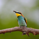 European Bee-Eater - Merops Apiaster on a branch , exotic colorful migratory bird - PhotoDune Item for Sale