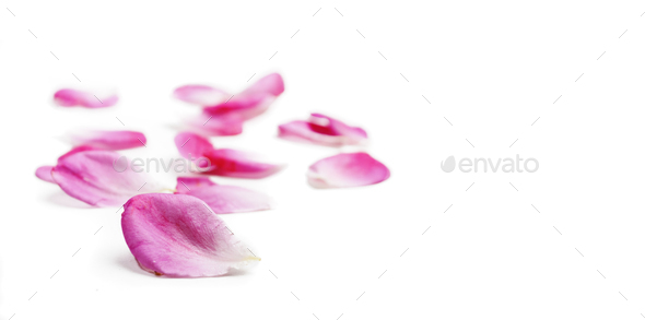 Pink rose petals isolated over white background. - Stock Photo - Images
