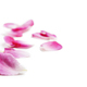Pink rose petals isolated over white background. - PhotoDune Item for Sale