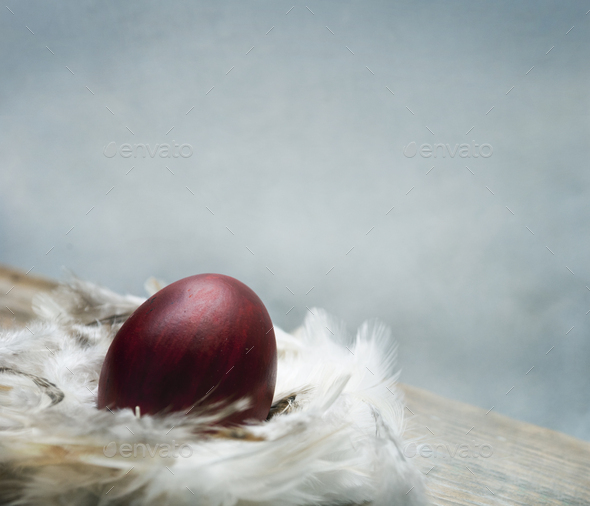 Painted red easter egg in bird feather nest  - Stock Photo - Images