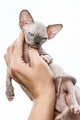 Female hands holding kitten of Canadian Sphynx Cat breed - PhotoDune Item for Sale
