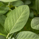 Raw Green Organic Sage Herbs - PhotoDune Item for Sale