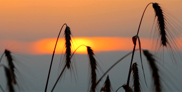Wheat At Sunset