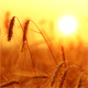 Wheat At Sunset 2 - VideoHive Item for Sale