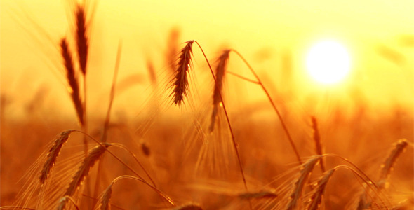 Wheat At Sunset 2