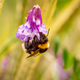 Bumblebee, pollinating common vetch or tares flower - PhotoDune Item for Sale