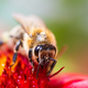 Closeup of Honey bee collecting pollen from red flower. - PhotoDune Item for Sale