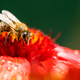Closeup of Honey bee collecting pollen from red flower. - PhotoDune Item for Sale