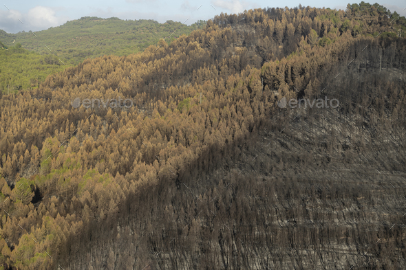 Burnt mountain forest after the wild fire - Limit Edge where the fire stop spreading