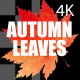 4k Autumn Leaves - VideoHive Item for Sale