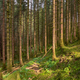 Sunlit Spruce Forest Scene - PhotoDune Item for Sale