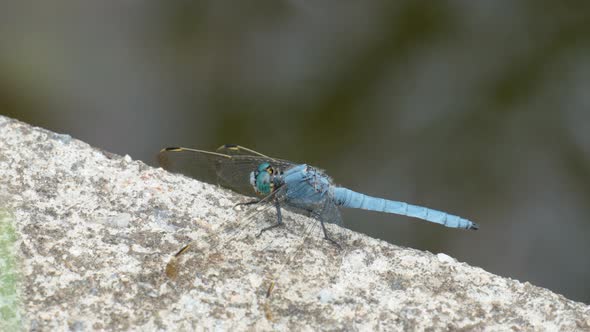 Blue Dragonfly Perched on a concrete wall and turn head around - close-up alt